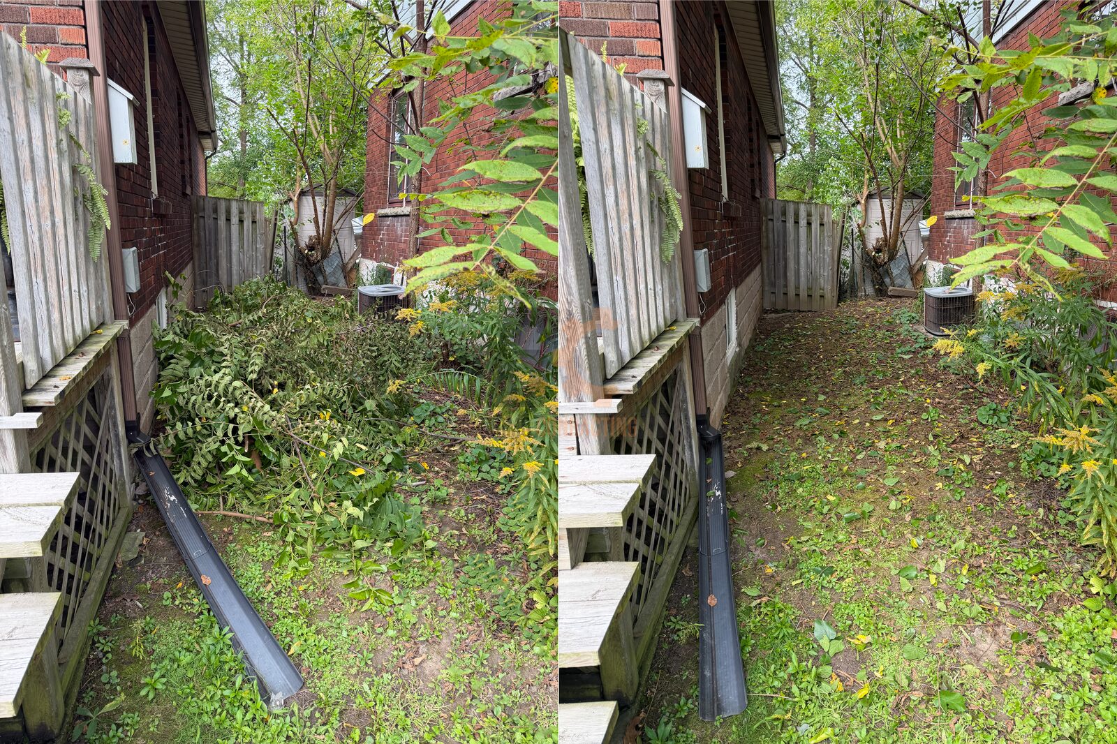 Before and after: a pile of cut branches cleared from a narrow side yard between two brick houses